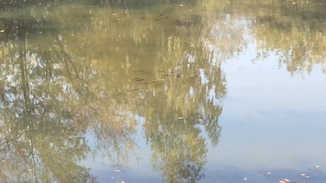 Караси в подмосковном пруду. смотреть онлайн