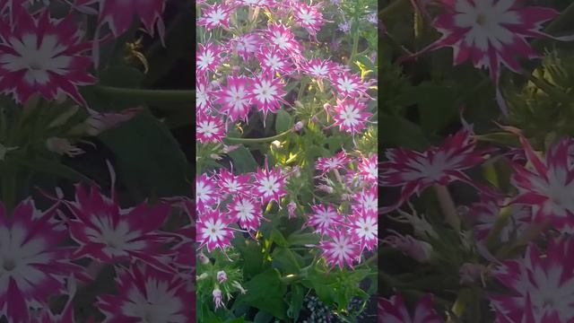 Краски Сада