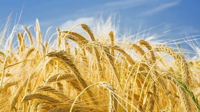 В июле Игорь  Северянин читает  Павел Беседин