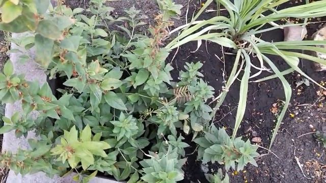 #монохромная #клумба / Создаём монохромную жёлтую клумбу непрерывного цветения. смотреть онлайн