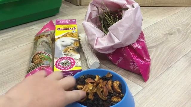?Что купить шиншилле и как за ней ухаживать.?