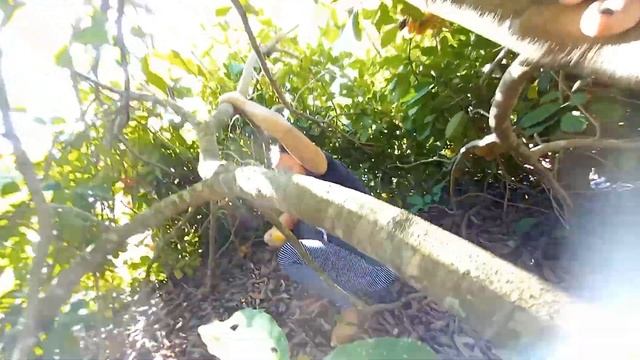 Picking Rambutan Fruit Part 2 смотреть онлайн