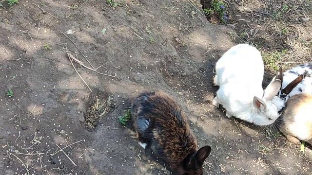 Забавные Зверюшки смотреть онлайн