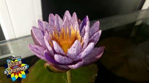 Нимфея Amethyst crystal (Кристалл аметиста) кувшинка, waterlily, водные растения, пруд