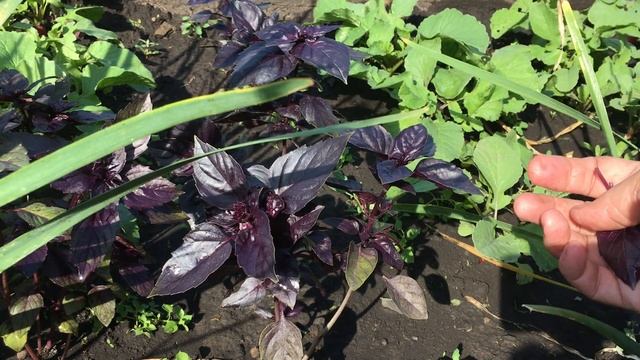 Как растянуть сбор листьев с базилика смотреть онлайн