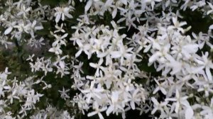 #clematis / Как заставить цвести клематис белый Маньчжурский (лат. сlematis mansсhurica  Rupr.)