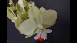 特殊品种蝴蝶兰与翻唱歌曲《海韵》Special species of Phalaenopsis and the cover song "Sea Rhyme"