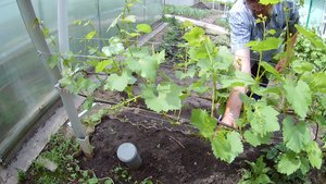 Весенняя обломка зеленых побегов винограда.Нормирование винограда побегами.mp4