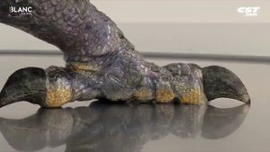 Новинка! Самая экстремальная резина CST - CL21M Dragon Claw / КОГТИ ДРАКОНА