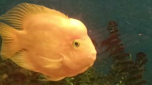 Goldfish, золотые рыбки