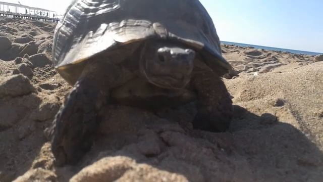 Черепаха в Турции смотреть онлайн