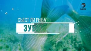 Анонс. Рыболов. Что рыбе по вкусу?