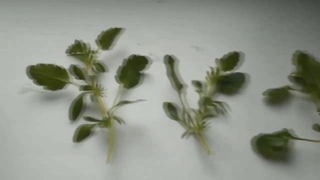 Как быстро размножить Виолу? смотреть онлайн