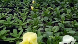 Это не виолла, а махина. Сорт виолы Колоссус к вашему вниманию.