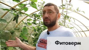 Что делать с огурцами, если завелся паутинный клещ