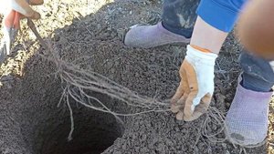 Посадка винограда под бур. 01.01.2024