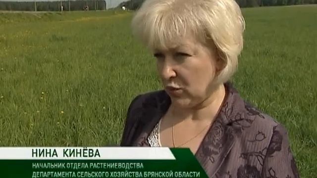 поля дятьково и карачев 20 05 14 смотреть онлайн