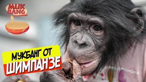 Мукбанг от шимпанзе | Шимпанзе Боня подружилась с Настей | Обезьяна нарушает правила youtube