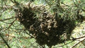 Могут ли рои пчел самостоятельно поселяться на своей пасеке