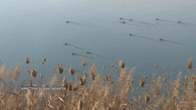 Лавхаи Зимистони бешаи палангон хр 2 дак 36 сон АСОЗОДА. Зима в Тигровой балке. смотреть онлайн