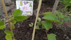 КЛЕМАТИСЫ. ЧЕРЕНКИ КЛЕМАТИСОВ ПРОШЛОГО ГОДА. РЕЗУЛЬТАТ УКОРЕНЁННЫХ ЧЕРЕНКОВ .