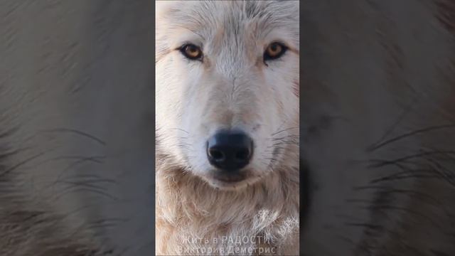 Притча о ДОБРЕ и ЗЛЕ внутри человека. Что победит СЕГОДНЯ? #притчапрожизнь #осознанностьжизни