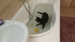 КОТ НЕ БОИТСЯ ВОДЫ