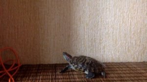 Красноухая черепаха не кусается, Тотти очень добрый