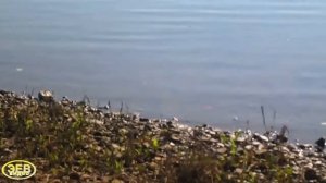 Утренняя рыбалка на реке Большой Иргиз. Сентябрь.
