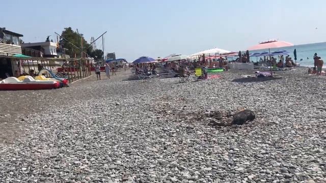 Вечером гуляем на набережной в Гагре. Цены на экскурсии в Абхазии смотреть онлайн