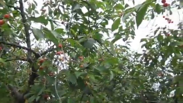 Вишня спеет! смотреть онлайн