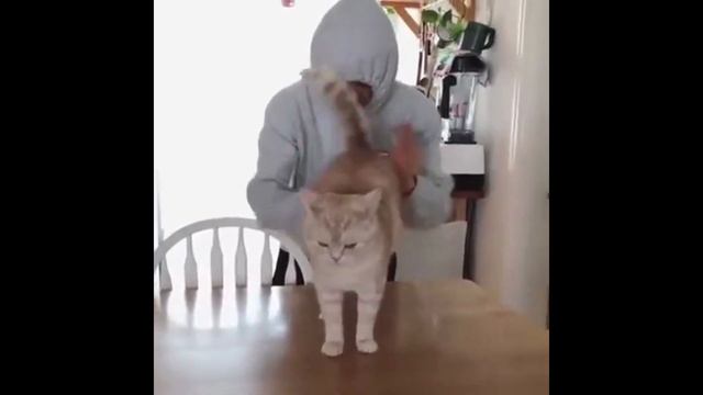 играю беби тейпа на жопе кота смотреть онлайн