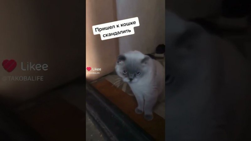 Пришёл ругаться а там … #кошка