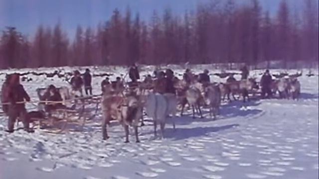 Оленеводство Булунского улуса