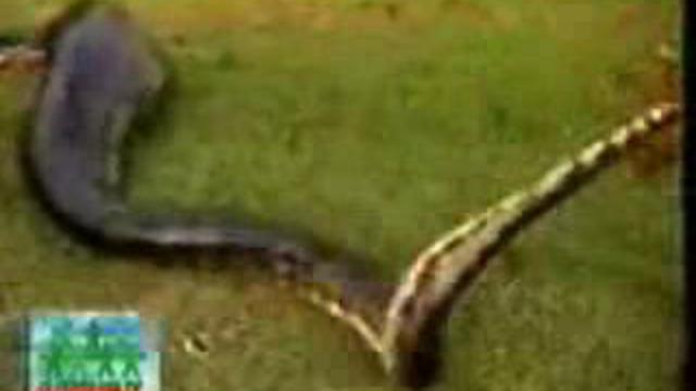 Змея съела хипопотама Snake eat hippo смотреть онлайн