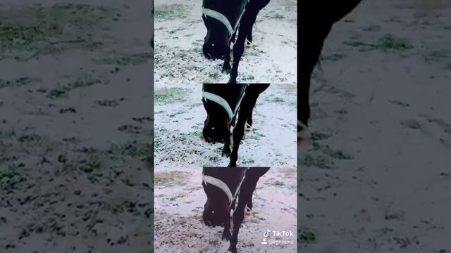 Лошади Золотой Мустанг смотреть онлайн