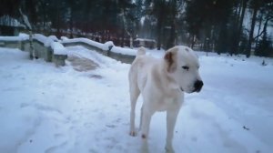 Племпитомник САО Усадьба Кархула.                сайт:      KARHULA. RU