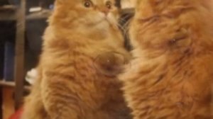 Просто рыжий кот.avi