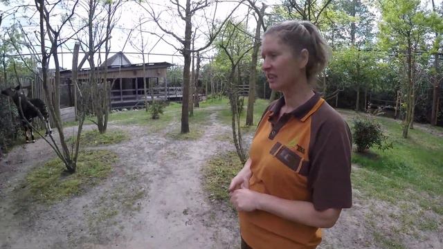 VLOG #7: HOE GAAT HET MET DE OKAPI'S EN GIRAFFEN IN DIERGAARDE BLIJDORP смотреть онлайн