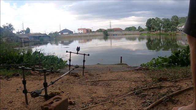 Fishing in Thailand - The Overrated Anglers - Palm Tree Lagoon - 13th August 023 - Part 2 смотреть онлайн