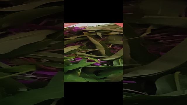 Заготовка Иван-чая дома