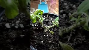 Проблемы с петунией Что делать