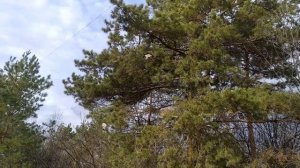 Ловля птиц коротко но с результатом как всегда  5 11 21