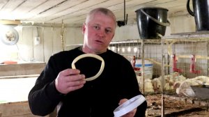 Брудер для перепелов Какие варианты можно сделать?