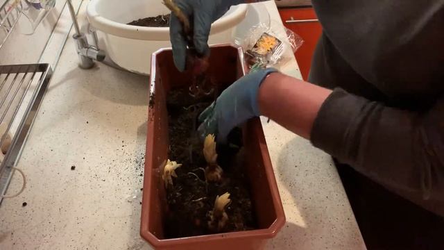 Что делать с луковицами лилии после покупки смотреть онлайн