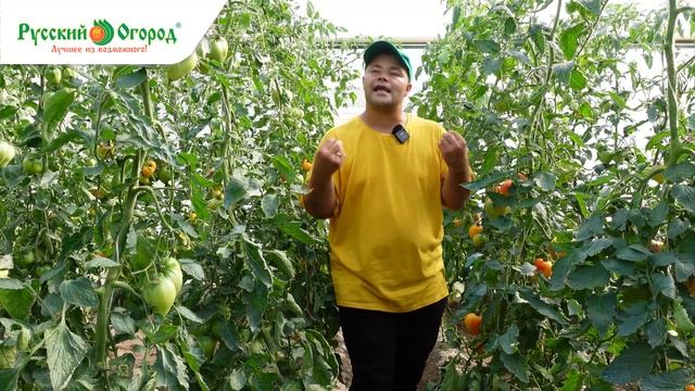 СУПЕР СОРТ - ОРАНЖЕВЫЙ СЛОН МИНУСИНСКИЙ. Это чудо чудесное ускорит созревание томатов. смотреть онлайн