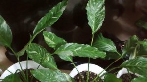 Комнатные Растения. Моя Коллекция Спатифиллумов.