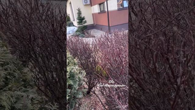 Туя ДАНИКА. Стричь или нет⁉️⁉️