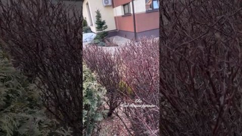 Туя ДАНИКА. Стричь или нет⁉️⁉️