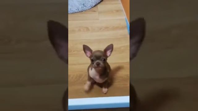 Чихуахуа лиловые